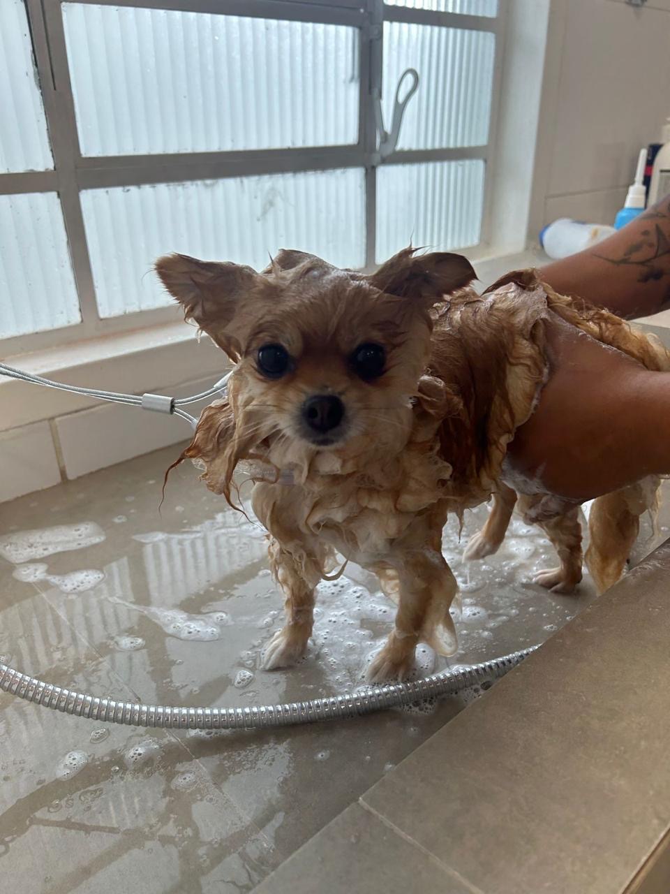 Imagem ilustrativa de Banho para cachorros