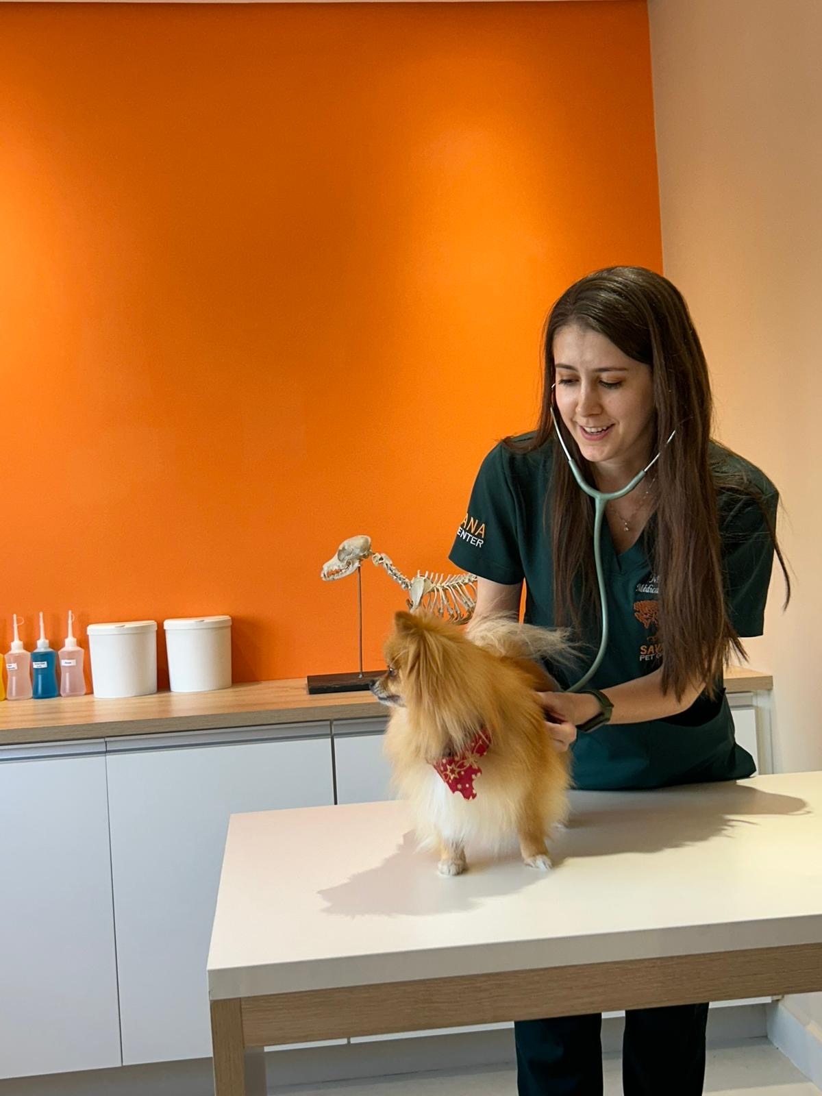 Imagem ilustrativa de Cirurgia veterinária para convênio Petlove