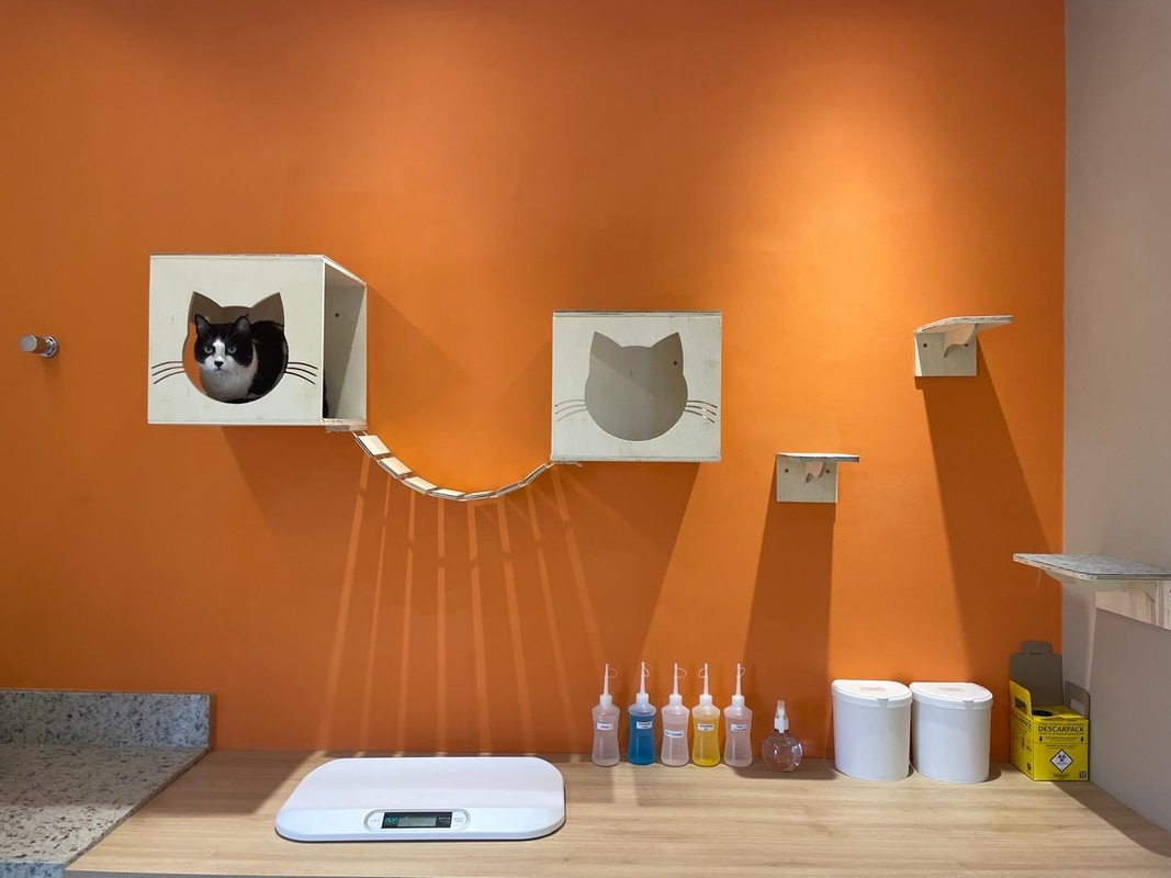 Imagem ilustrativa de Clinica veterinaria especializada em gatos
