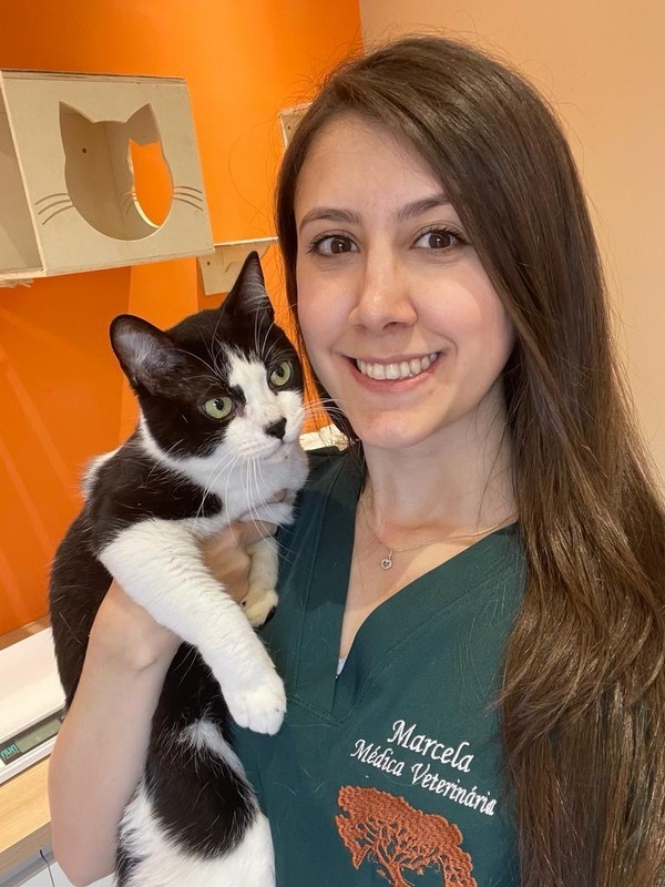 Imagem ilustrativa de Clínica veterinária para felinos com convênio Petlove