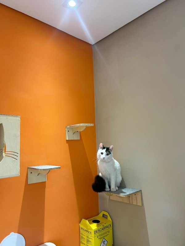 Imagem ilustrativa de Consulta veterinária para felinos com convênio Petlove em Guarulhos