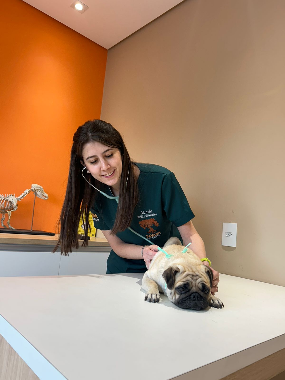 Imagem ilustrativa de Microchipagem em animais em Guarulhos