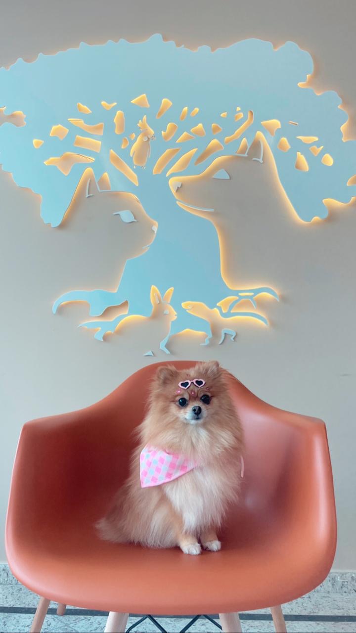Imagem ilustrativa de Vermífugo para cachorro