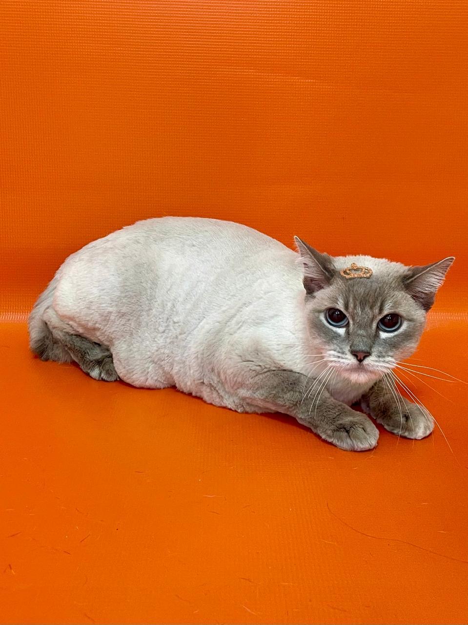 Imagem ilustrativa de Vermífugo para gato filhote