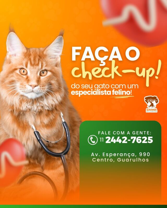 Imagem ilustrativa de Veterinária especialista em felinos