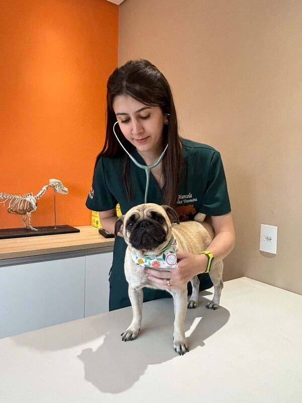 Imagem ilustrativa de Veterinário cirurgião para convênio Petlove